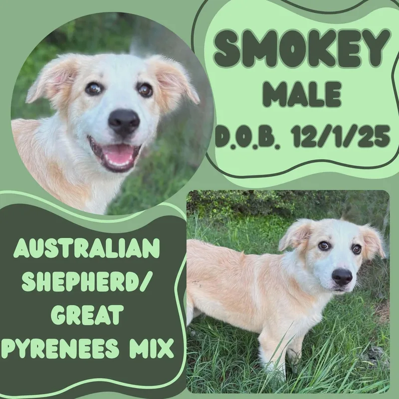 A baby medium-sized male Apricot / Beige Australian Shepherd dog named Smokey for adoption in Caldwell, TX