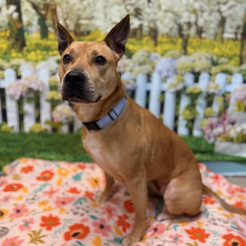 Estrella thumbnail 2