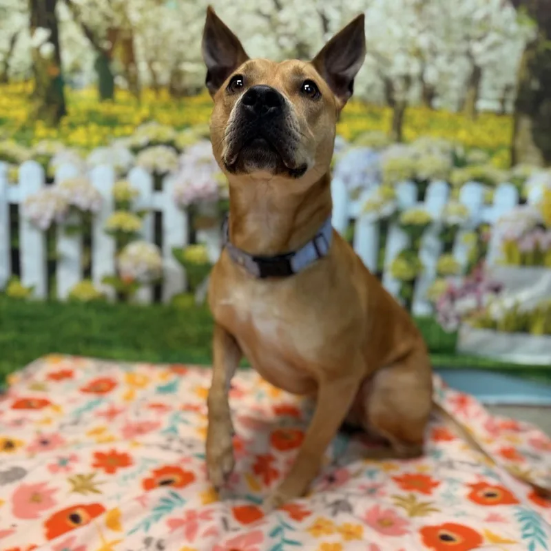 Estrella thumbnail 3