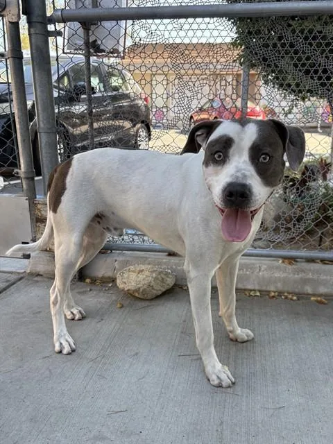 A young large-sized male Pit Bull Terrier dog named Homer for adoption in Castaic, CA
