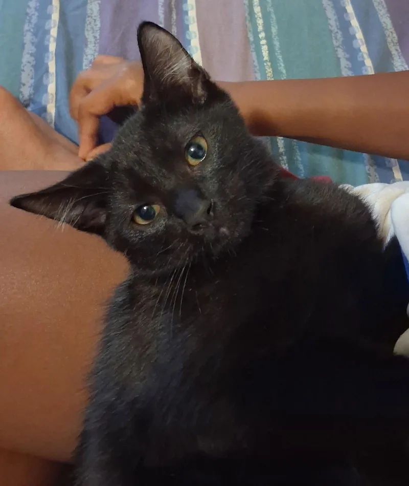 A baby medium-sized male Black & White / Tuxedo Domestic Short Hair cat named Remy for adoption in Oviedo, FL