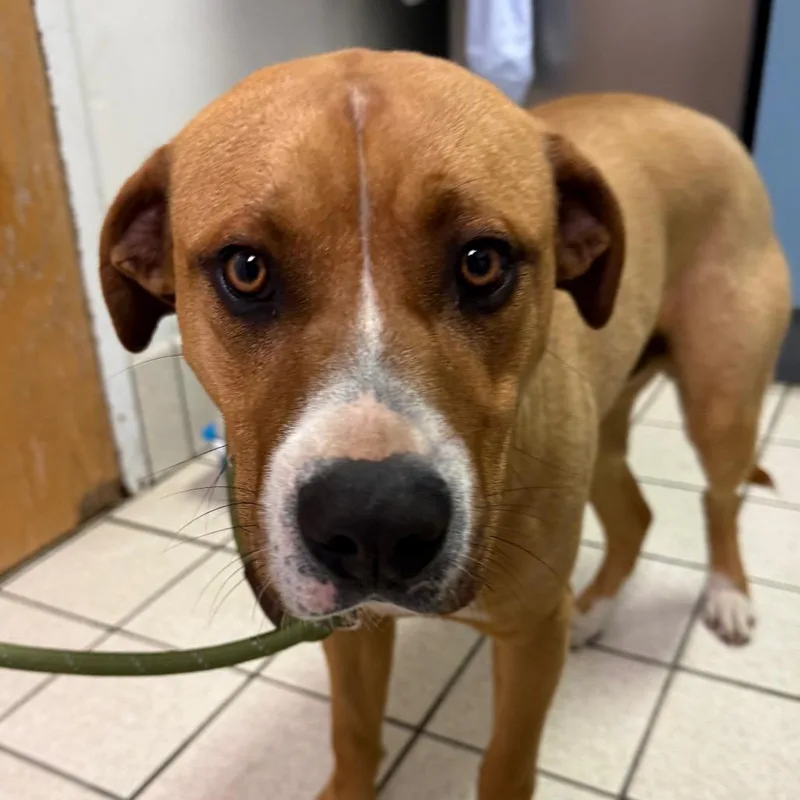 An adult medium-sized male Yellow / Tan / Blond / Fawn Mixed Breed dog named Turquoise for adoption in Charleston, WV