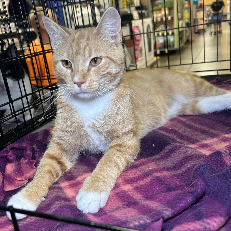 A young medium-sized male Orange & White Tabby cat named Landry for adoption in Norwood, OH