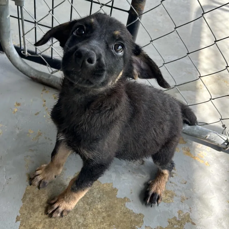 A baby small-sized female Black Labrador Retriever dog named Angelica for adoption in West Point, MS