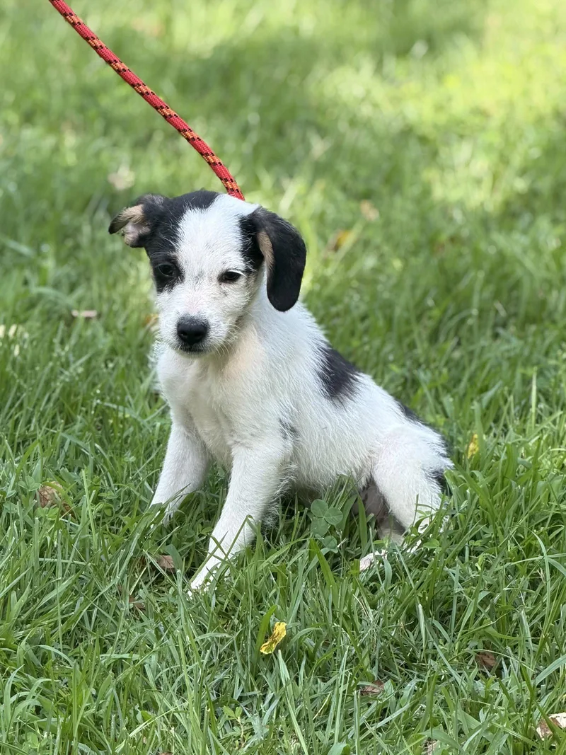 A baby medium-sized male Wire Fox Terrier dog named Bear for adoption in Locust Fork, AL