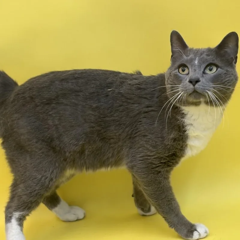 An adult small-sized male Gray & White Domestic Short Hair cat named Meowsies for adoption in Bronx, NY
