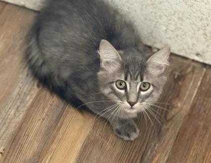 An adult medium-sized male Domestic Medium Hair cat named Dusty  WORKING CAT for adoption in McKinney, TX