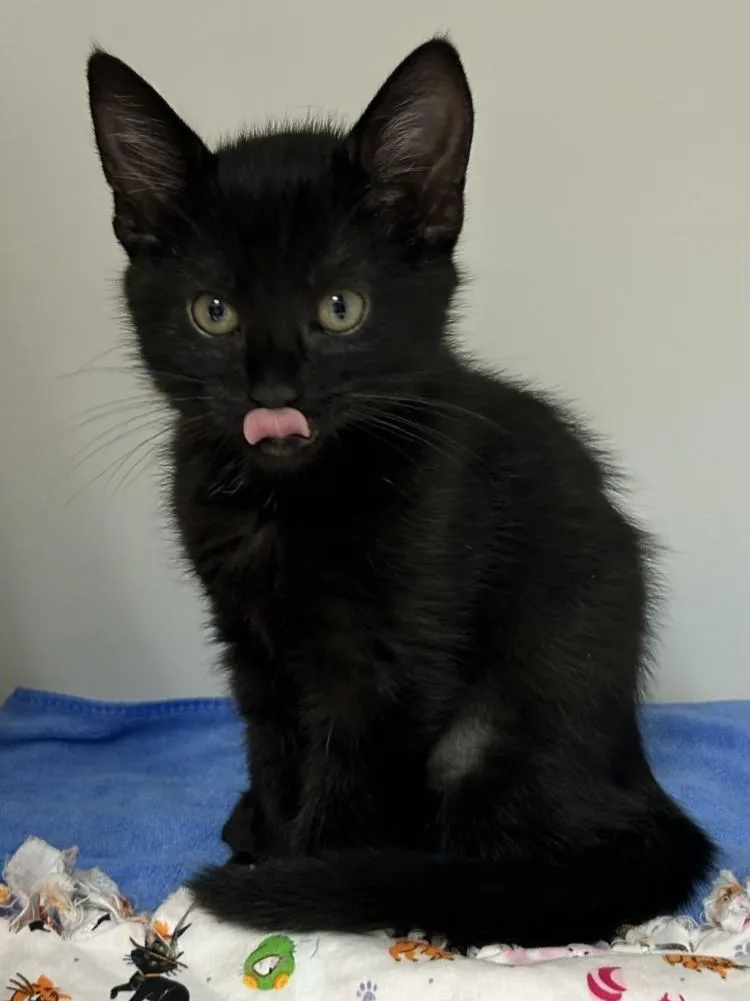 A baby small-sized female Domestic Short Hair cat named Marcie for adoption in Burbank, CA
