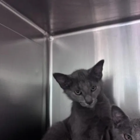A baby medium-sized female Gray & White Domestic Short Hair cat named Elephant for adoption in Marion, NC