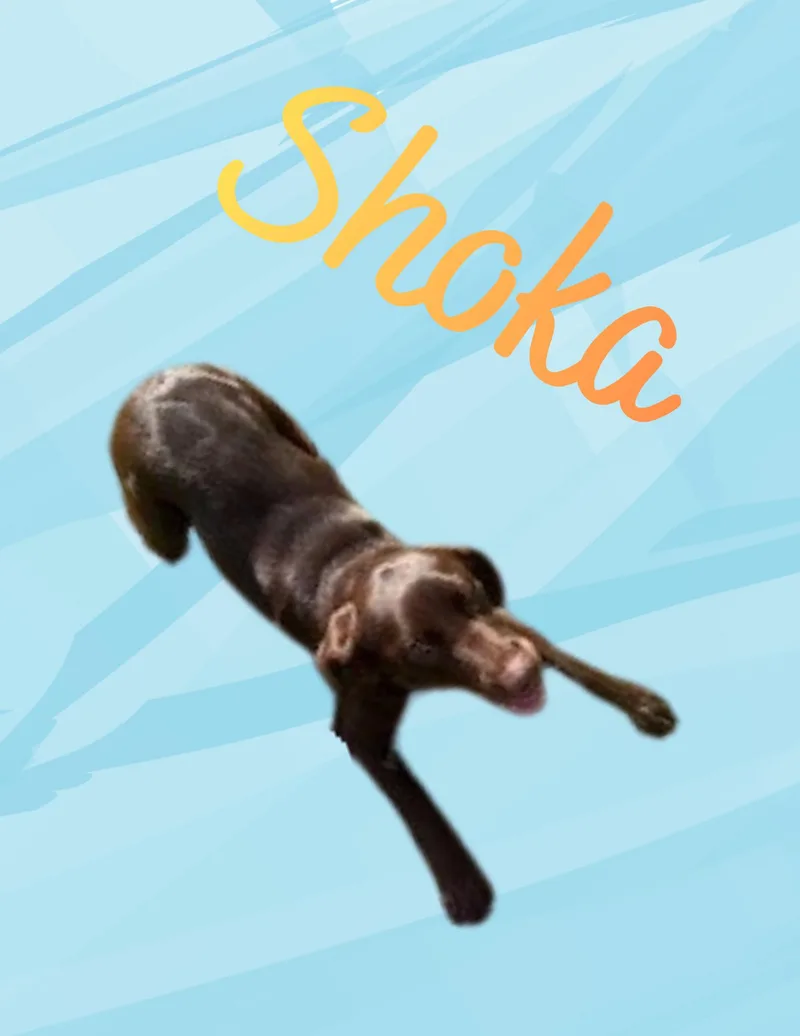 Shoka