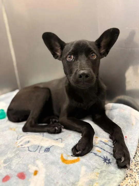 A young small-sized female Labrador Retriever dog named Lilo for adoption in Jackson, MI