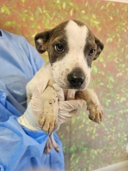 A young small-sized female Terrier dog named Jolene for adoption in San Antonio, TX