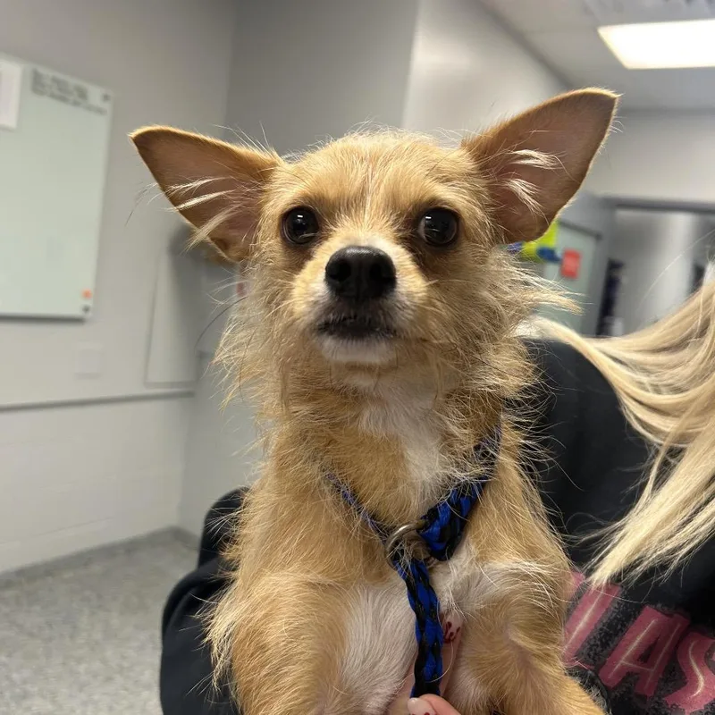 An adult small-sized female Yellow / Tan / Blond / Fawn Mixed Breed dog named Birdie for adoption in Greenville, SC