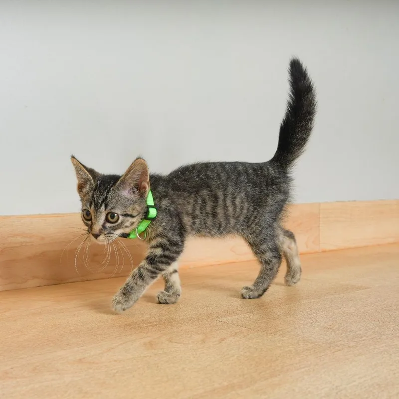 A baby small-sized female Gray / Blue / Silver Domestic Short Hair cat named Louis Armstrong ~ C for adoption in Minnetonka, MN