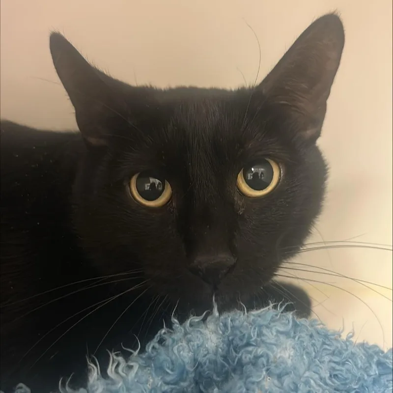 An adult large-sized male Black Domestic Short Hair cat named Vinny for adoption in Tempe, AZ