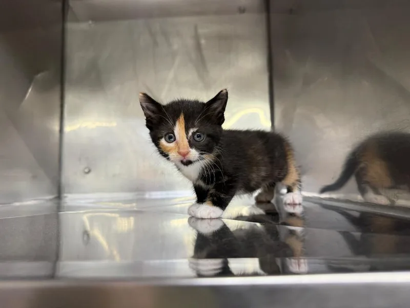 A baby small-sized female Domestic Short Hair cat named Apricot for adoption in Murray, KY