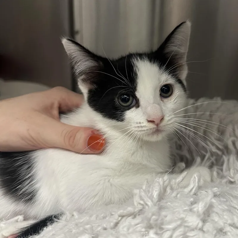 A baby small-sized female White Domestic Short Hair cat named Panda for adoption in Jupiter, FL