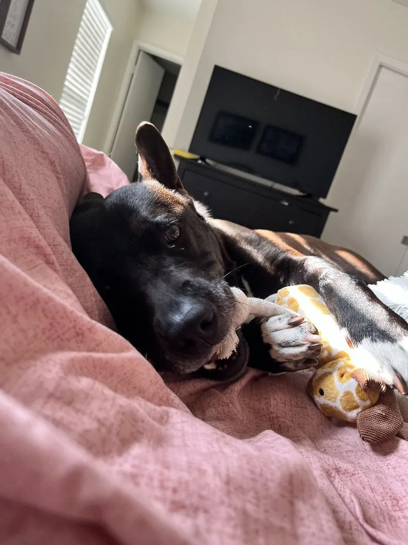 Maximillian thumbnail 2