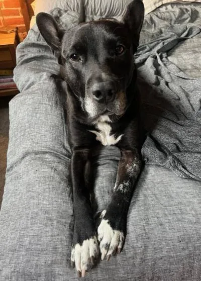 Maximillian thumbnail 3