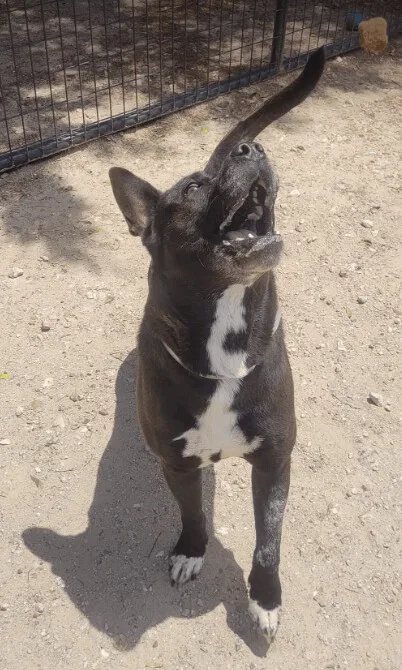 Maximillian thumbnail 4