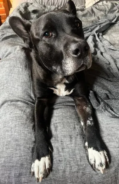 Maximillian thumbnail 5