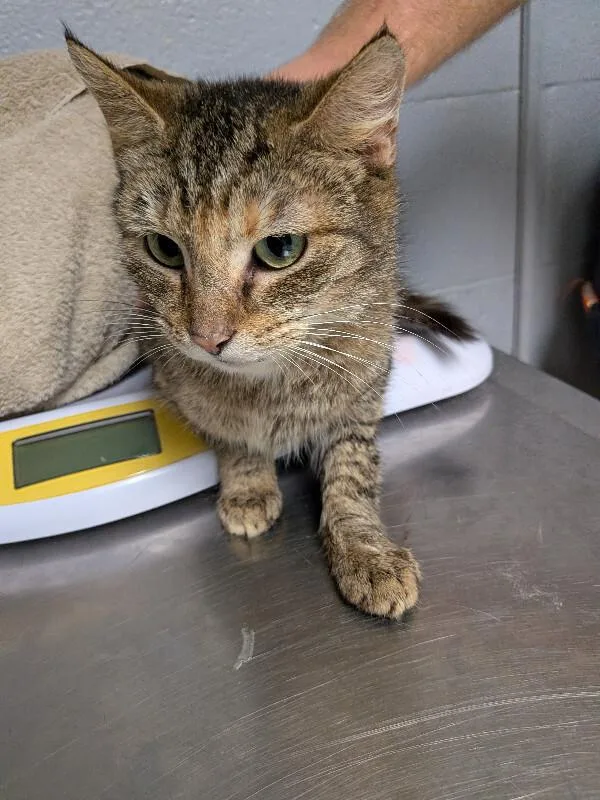 An adult large-sized female Tabby (Brown / Chocolate) Domestic Short Hair cat named Gilda for adoption in Cincinnati, OH