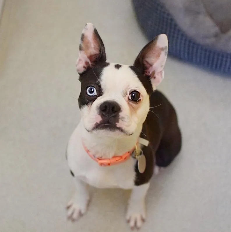 A young small-sized female Black Boston Terrier dog named Paisley for adoption in Pontiac, MI