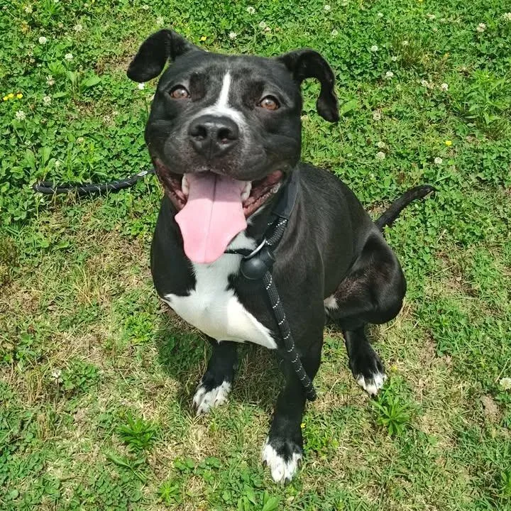 An adult medium-sized male Pit Bull Terrier dog named Tornado for adoption in Springdale, AR