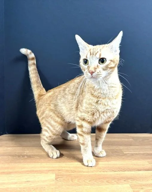 A young medium-sized female Buff & White Domestic Short Hair cat named Amarillo for adoption in Hawk Point, MO