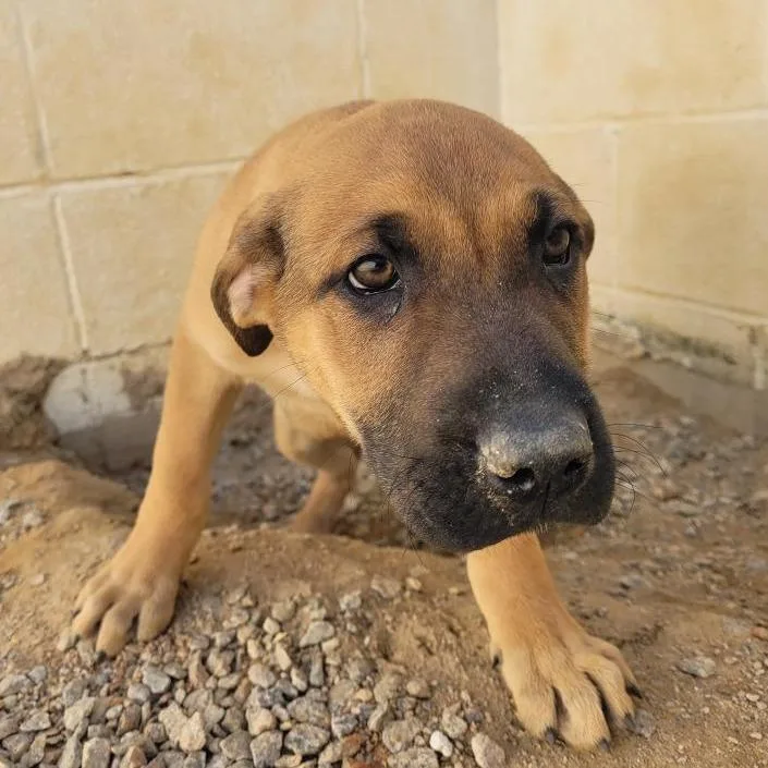 A baby small-sized male Yellow / Tan / Blond / Fawn Terrier dog named Turtle for adoption in LOXAHATCHEE, FL