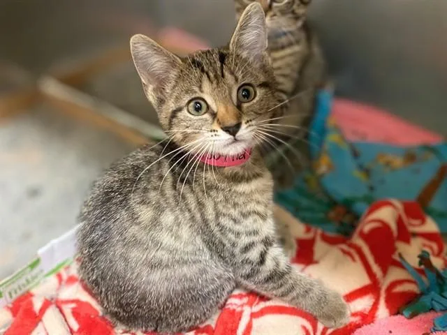 A baby small-sized female Domestic Short Hair cat named Ella for adoption in Fort Wayne, IN