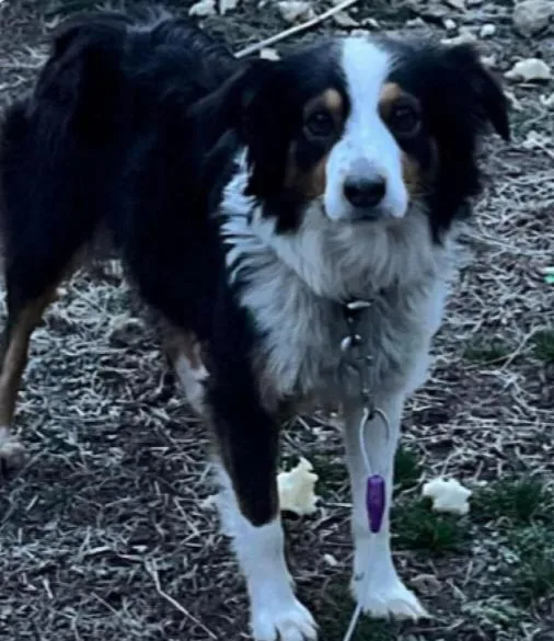 A young medium-sized female Tricolor (Brown, Black, & White) Australian Shepherd dog named Camille for adoption in Joliet, IL