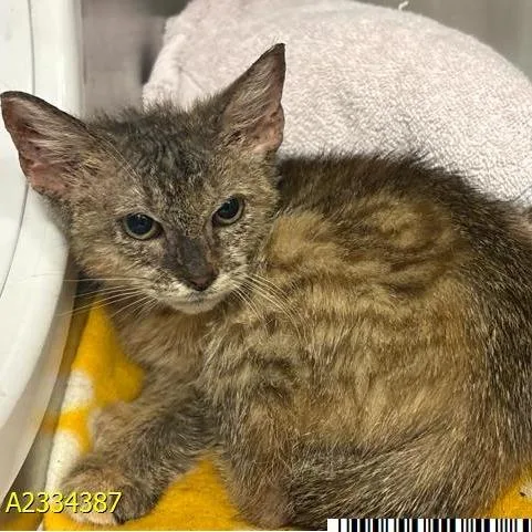 A baby small-sized female Brown / Chocolate Domestic Short Hair cat named Julia for adoption in West Palm Beach, FL