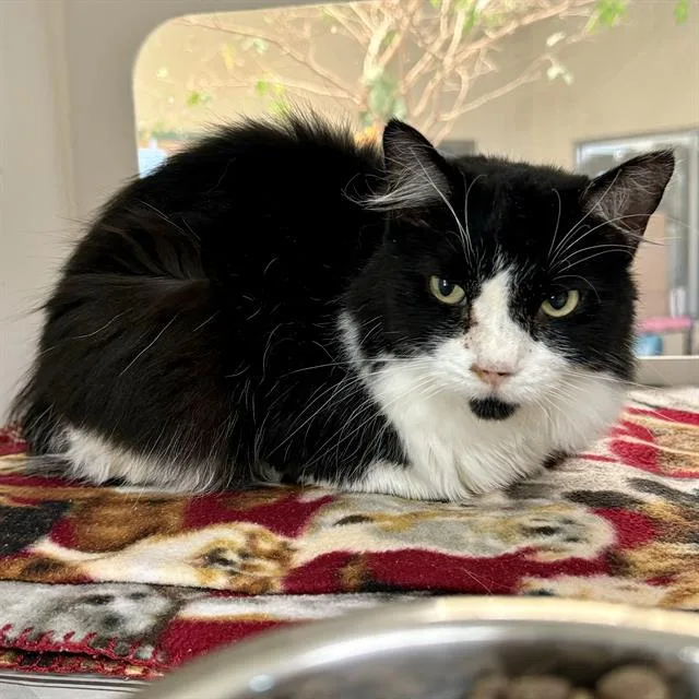 An adult small-sized female Domestic Long Hair cat named Charlene for adoption in Riverside, CA