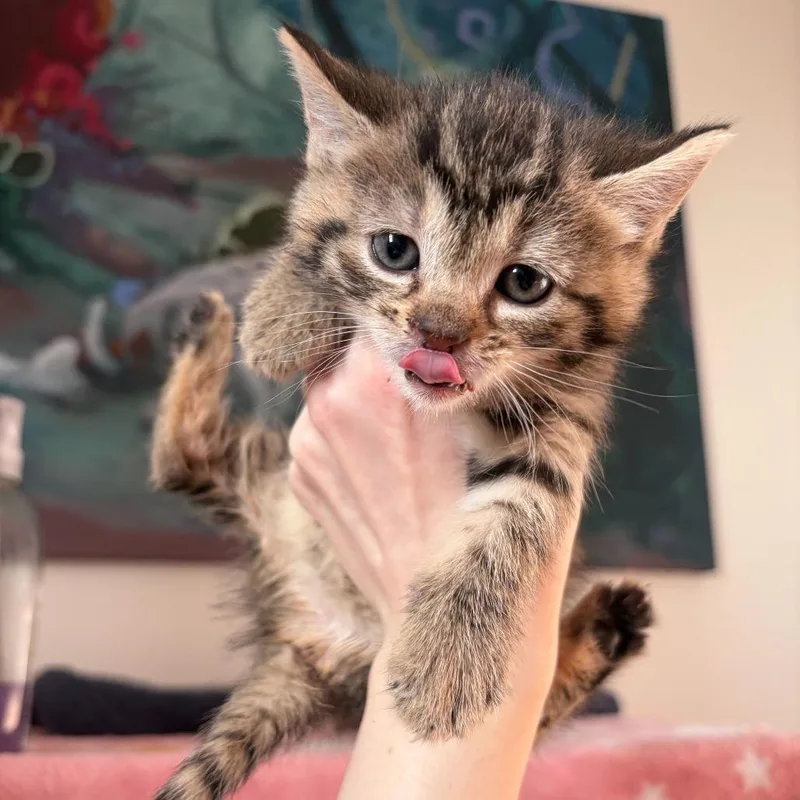 A baby small-sized female Brown / Chocolate Domestic Short Hair cat named Beefy for adoption in New York, NY