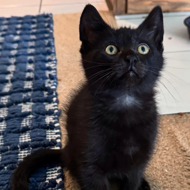 A baby small-sized male Black Domestic Short Hair cat named Inky for adoption in Los Angeles, CA