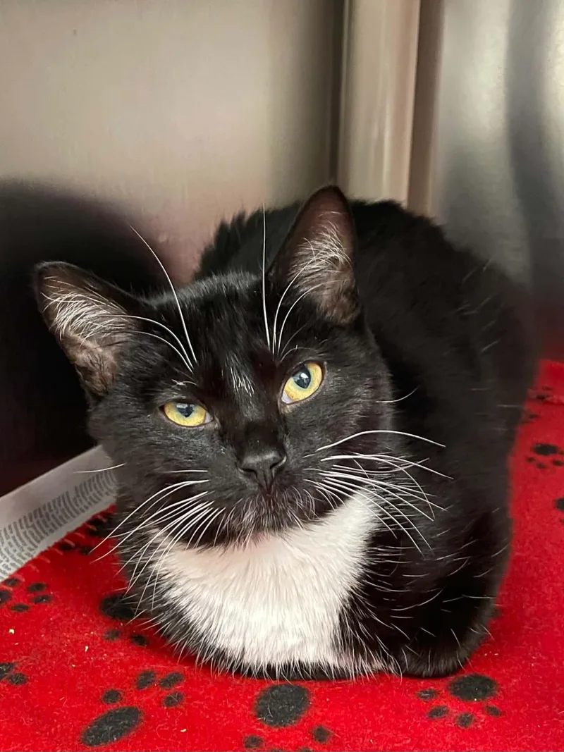 An adult medium-sized male Black & White / Tuxedo Domestic Short Hair cat named Peppa for adoption in Covington, VA