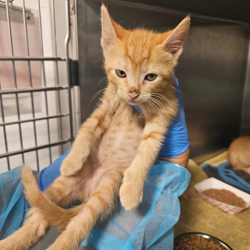 A baby small-sized male Domestic Short Hair cat named Diet Coke for adoption in Los Angeles, CA