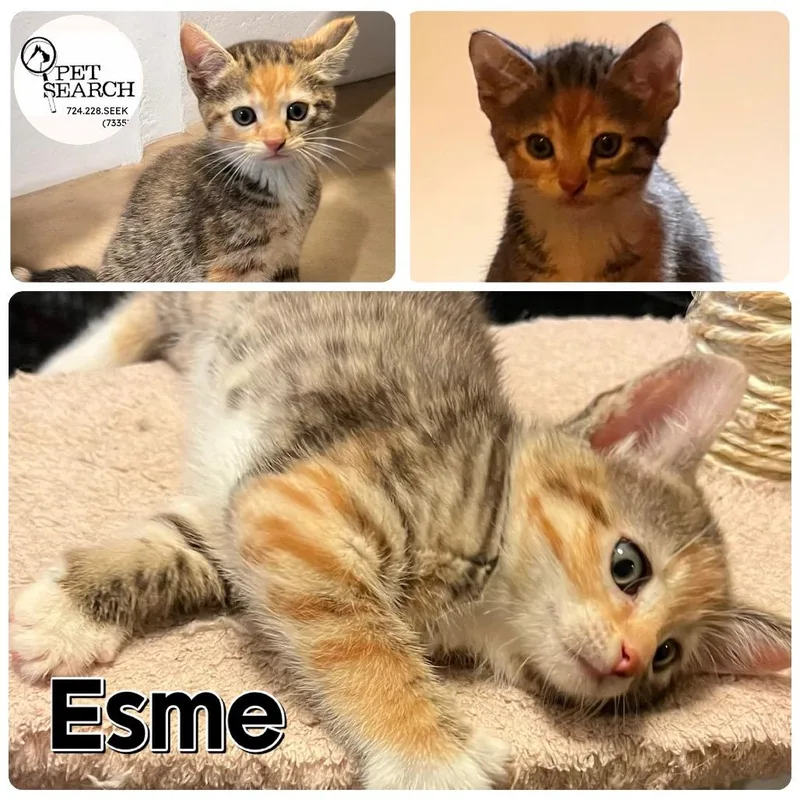 A baby small-sized female Calico Domestic Short Hair cat named Esme for adoption in Washington, PA