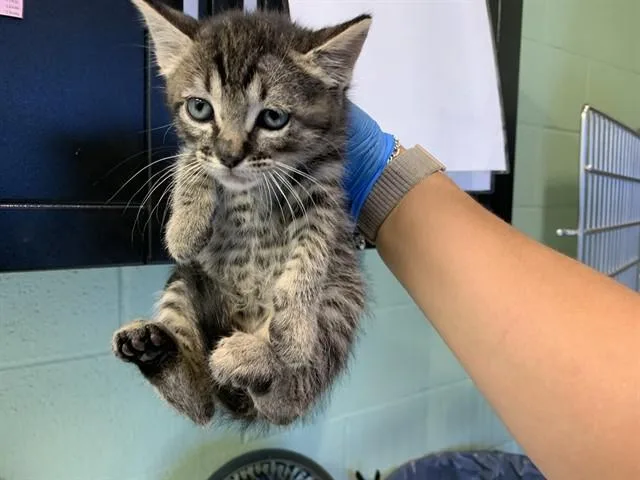 A baby small-sized male Domestic Short Hair cat named Jeremy for adoption in Grand Prairie, TX