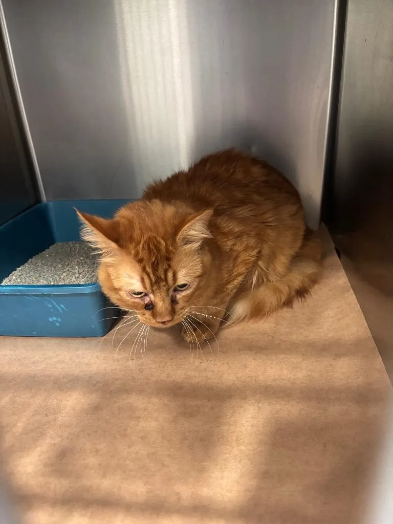 A young large-sized male Domestic Short Hair cat named Judge for adoption in Cartersville , GA