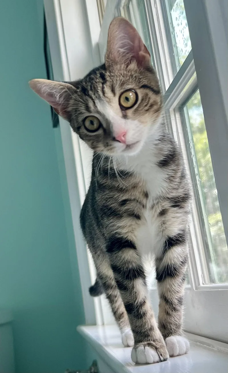 A young medium-sized male Domestic Short Hair cat named Chutney wMarmalade: FeLV+ for adoption in Greenville, DE