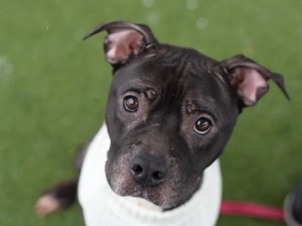 An adult large-sized male Mixed Breed dog named Marley for adoption in Ridgewood, NY
