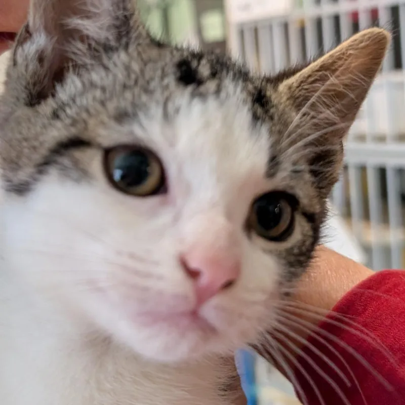 A baby small-sized male White Domestic Short Hair cat named Sleepy for adoption in Calverton, NY