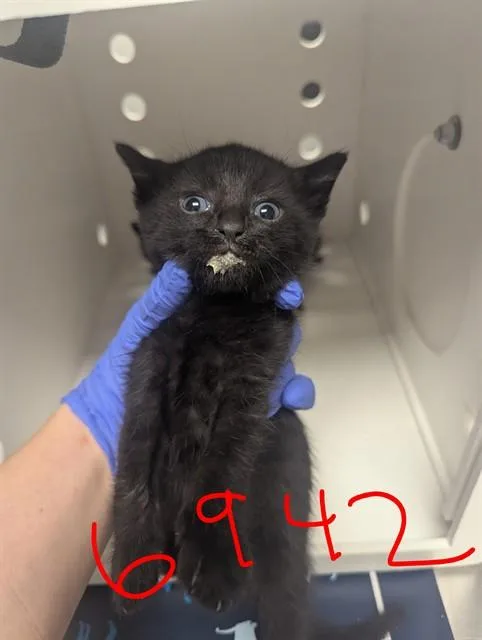 A baby small-sized male Domestic Short Hair cat named Plagg for adoption in Ontario, CA