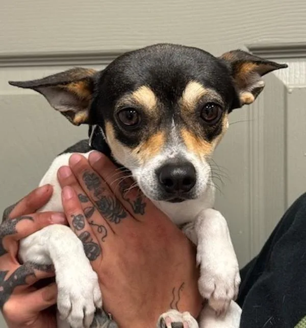 Stella