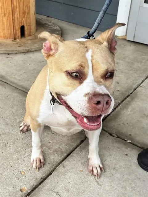 An adult medium-sized female Pit Bull Terrier dog named Luisa for adoption in Upper Marlboro, MD