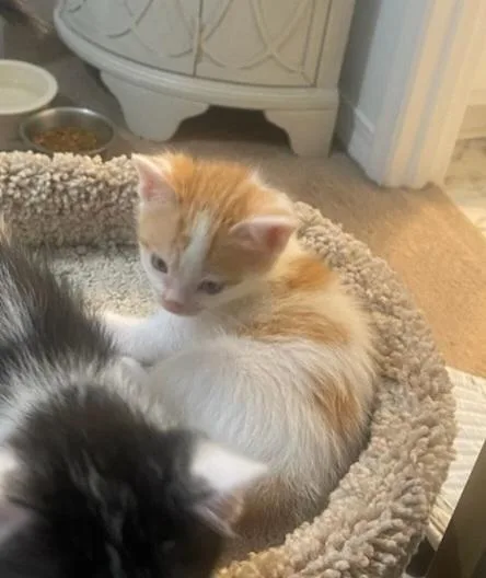 A baby small-sized male Orange & White Domestic Short Hair cat named Twinkle for adoption in Bossier City, LA