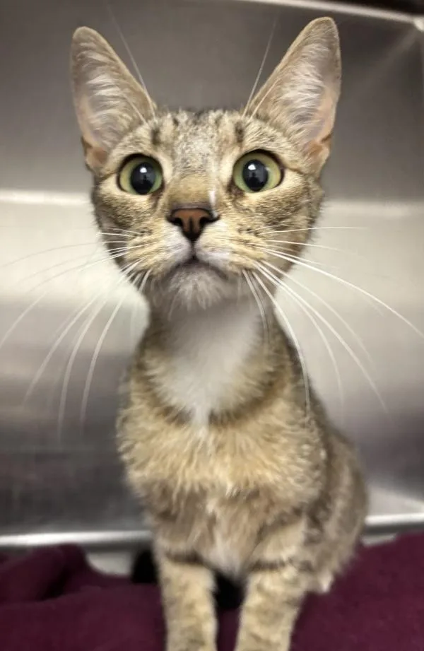 An adult large-sized female Domestic Short Hair cat named Peaches for adoption in Silverdale, WA