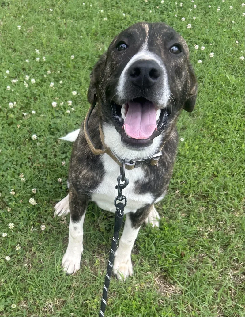 A young medium-sized male Brindle Boxer dog named Ranger for adoption in Siloam Springs, AR